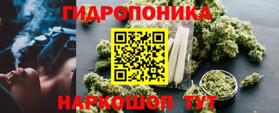 крисы Кингисепп